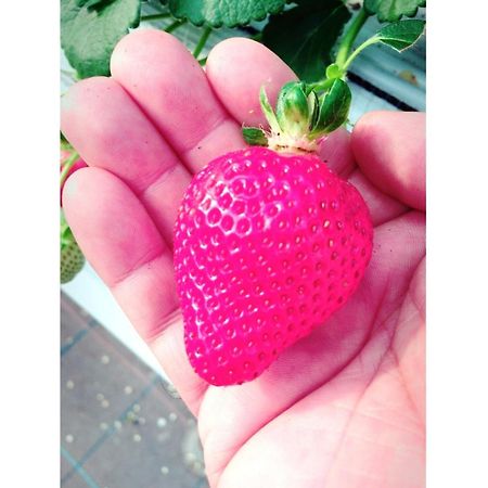 The Paradise Garden Sasebo Esterno foto