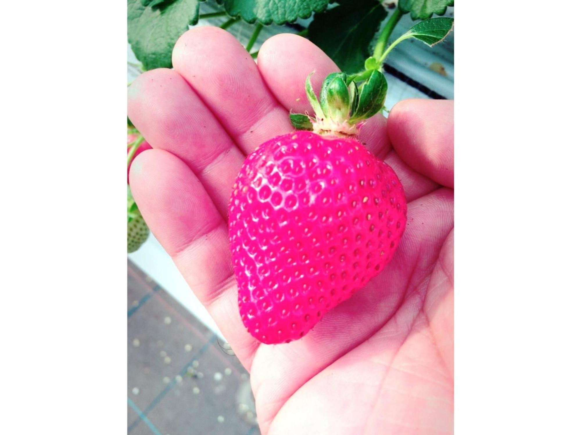 The Paradise Garden Sasebo Esterno foto